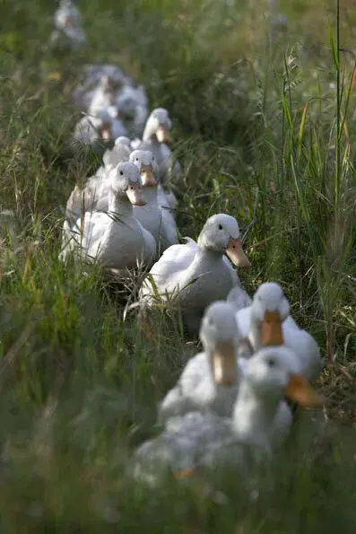 Avondale vineyard and estate — image 9