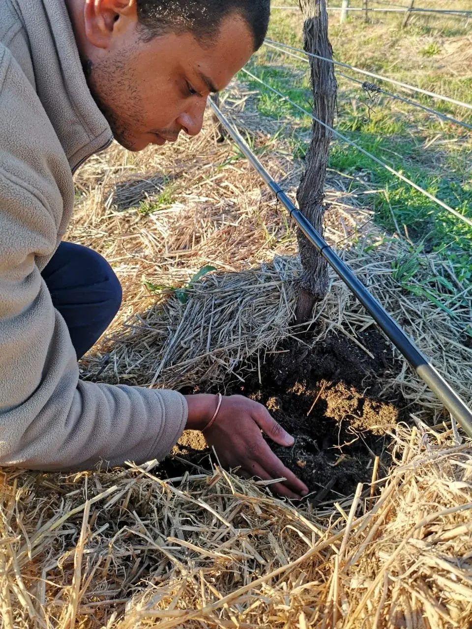 Brunia vineyard and estate — image 3