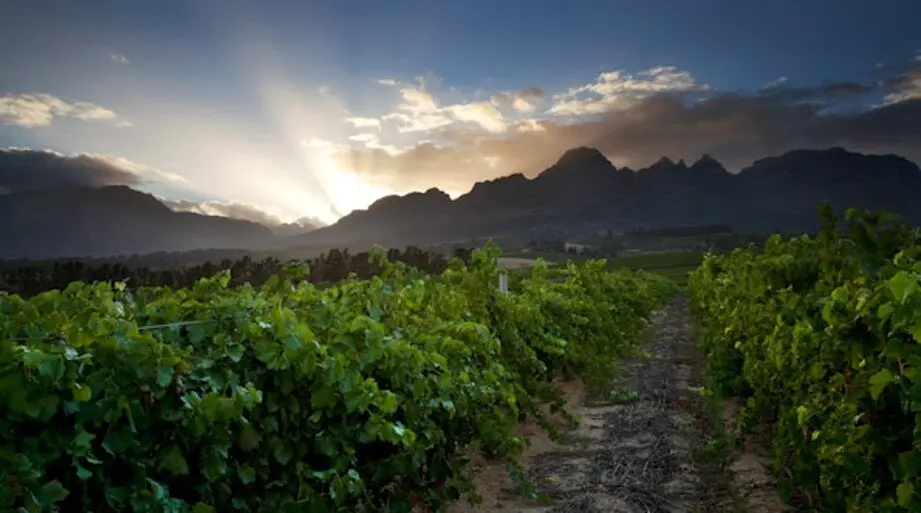 Jasper Raats vineyard and estate — image 3