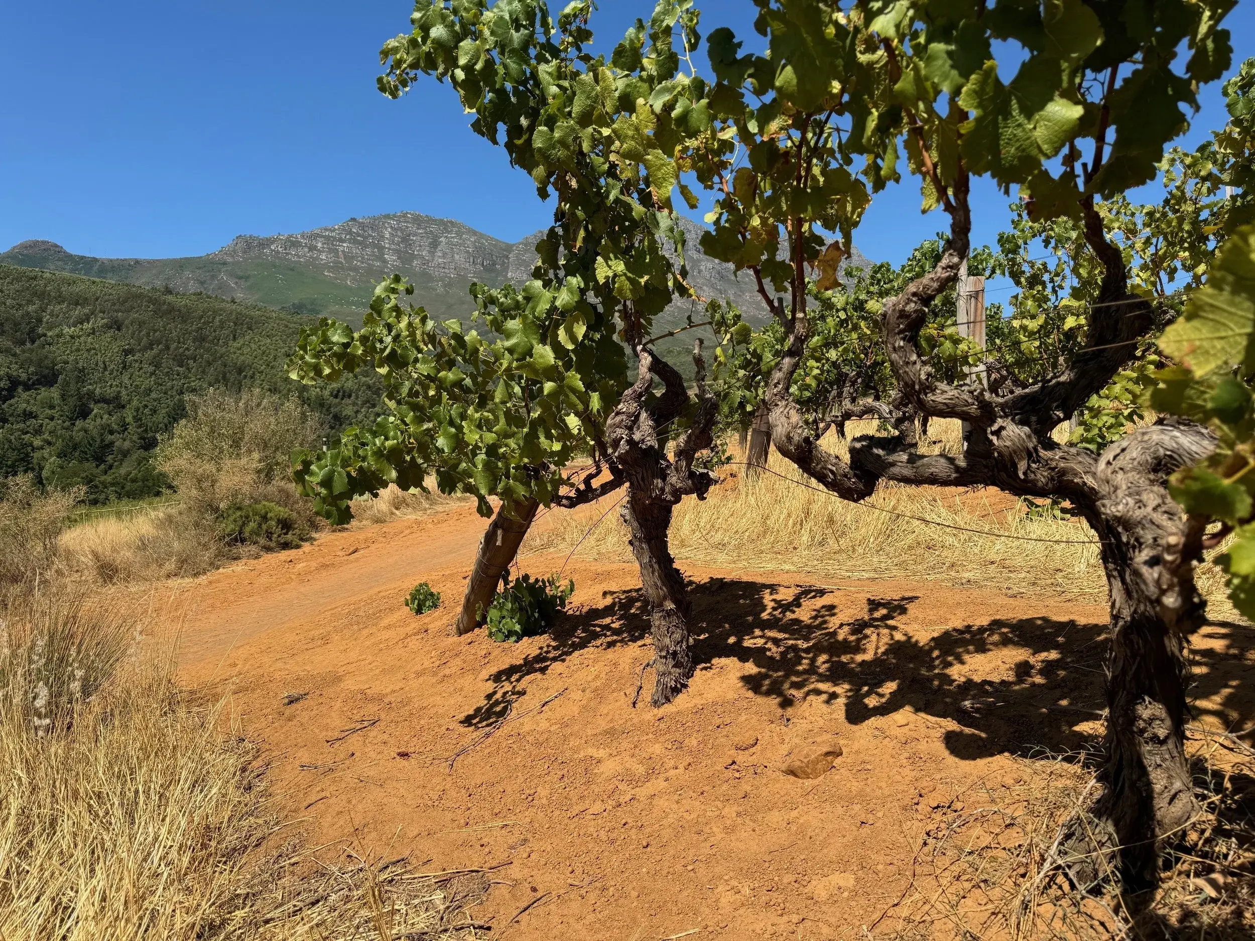 Knorhoek vineyard and estate — image 10