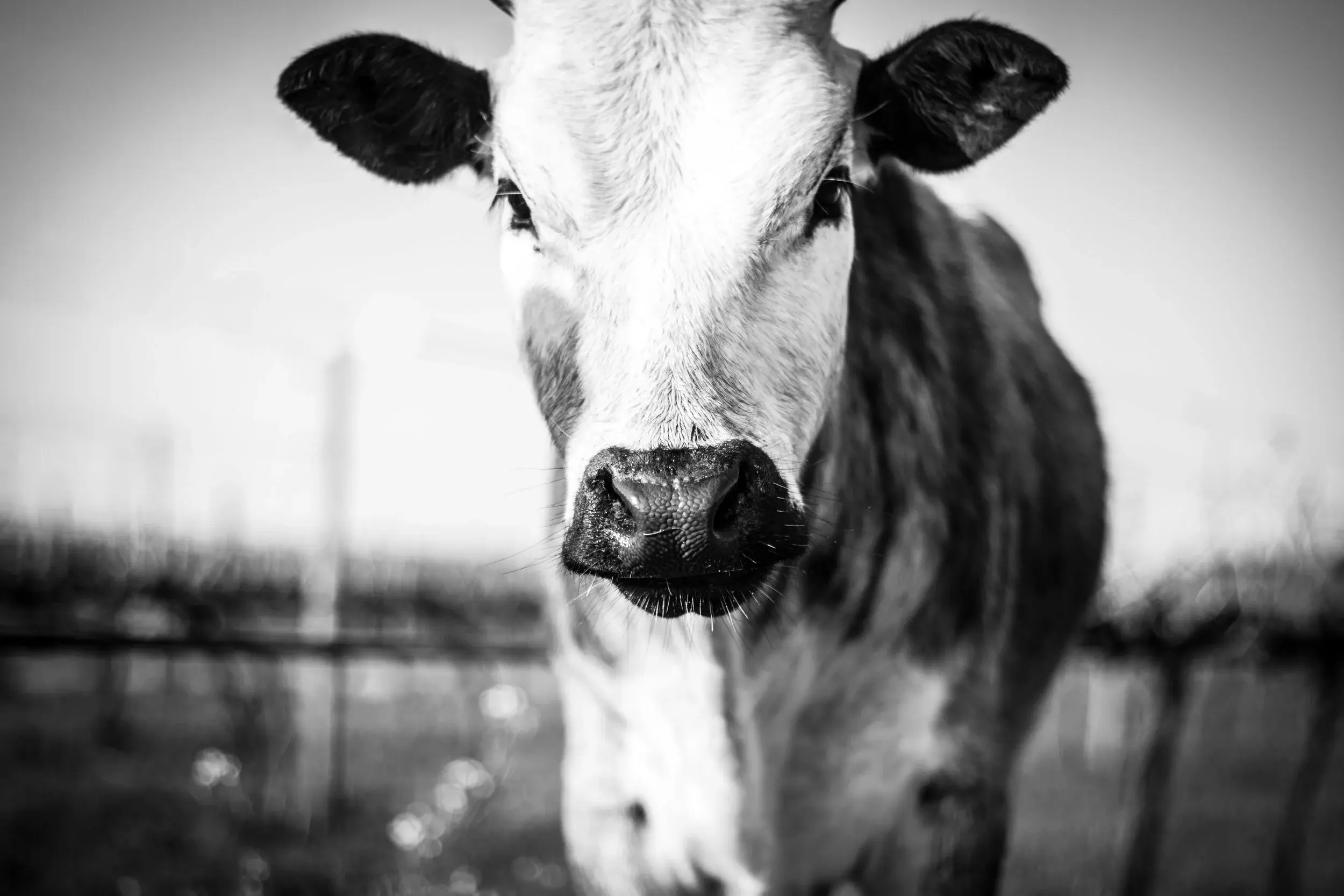 Longridge vineyard and estate — image 4