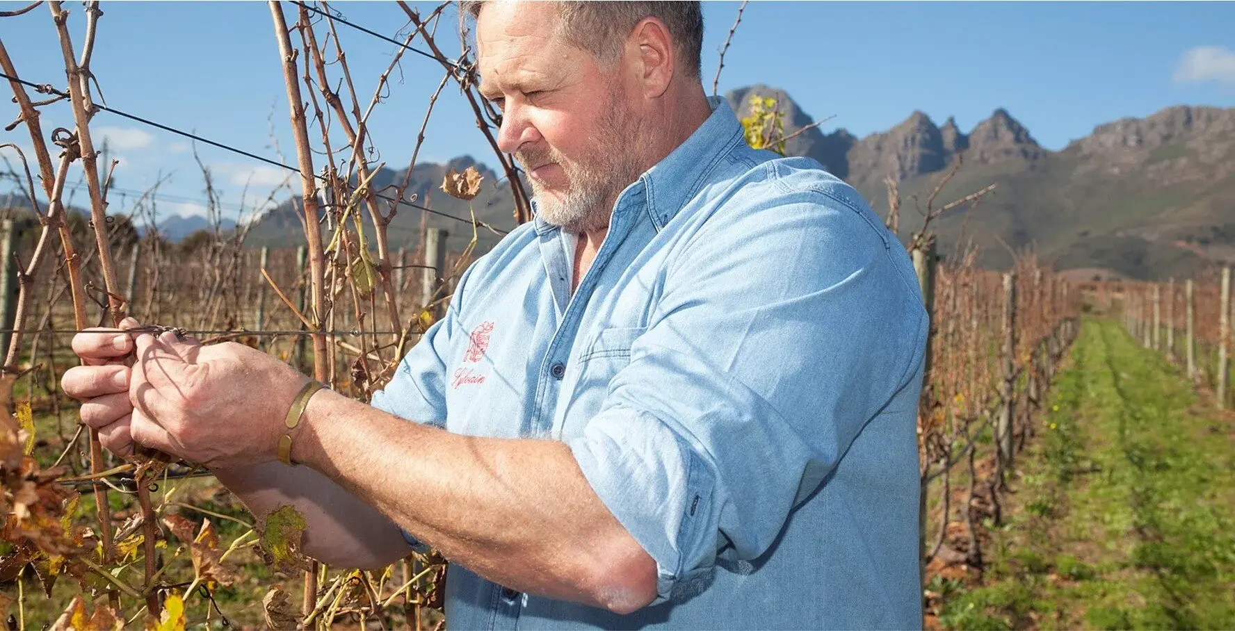 Longridge vineyard and estate — image 6