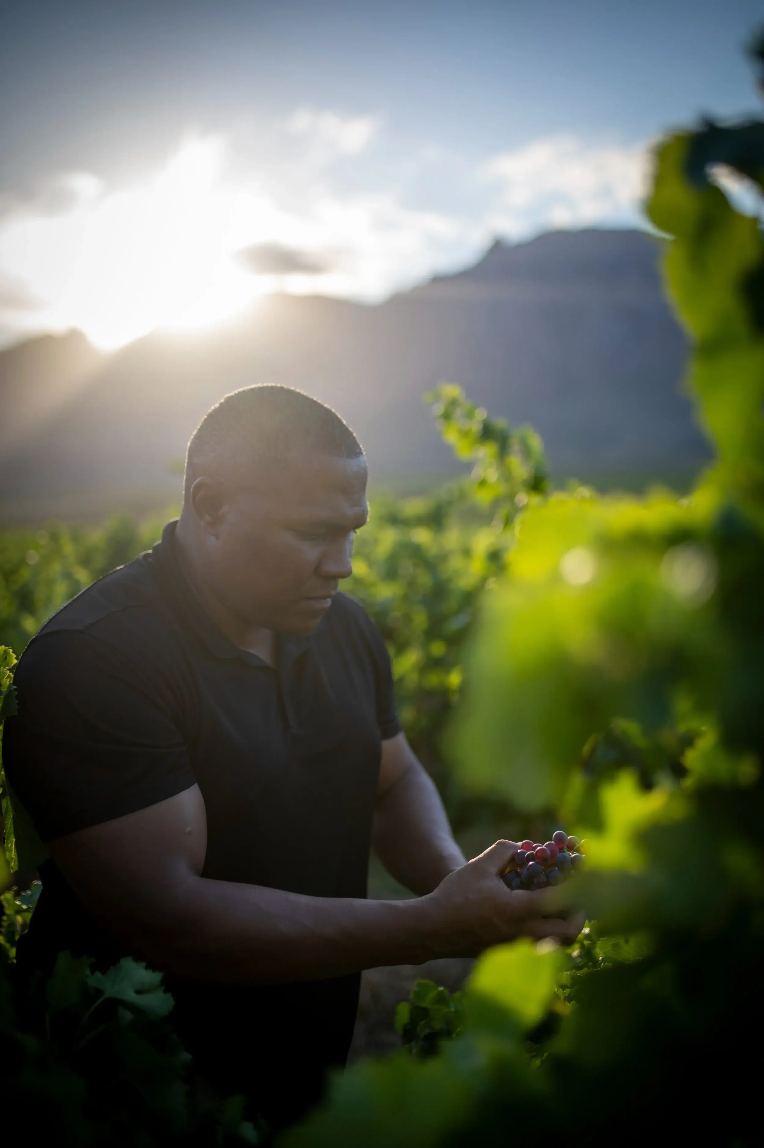 New Dawn vineyard and estate — image 5