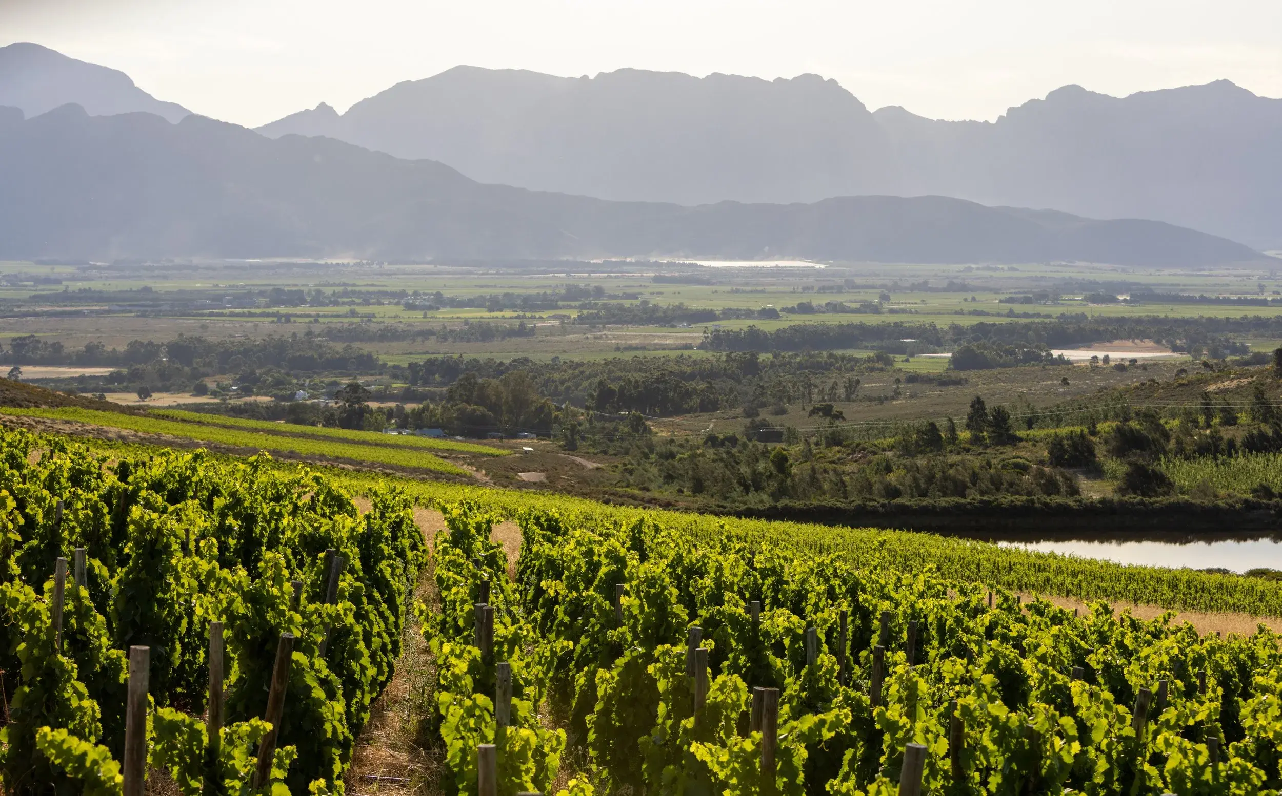 Olifantsberg vineyard and estate — image 5