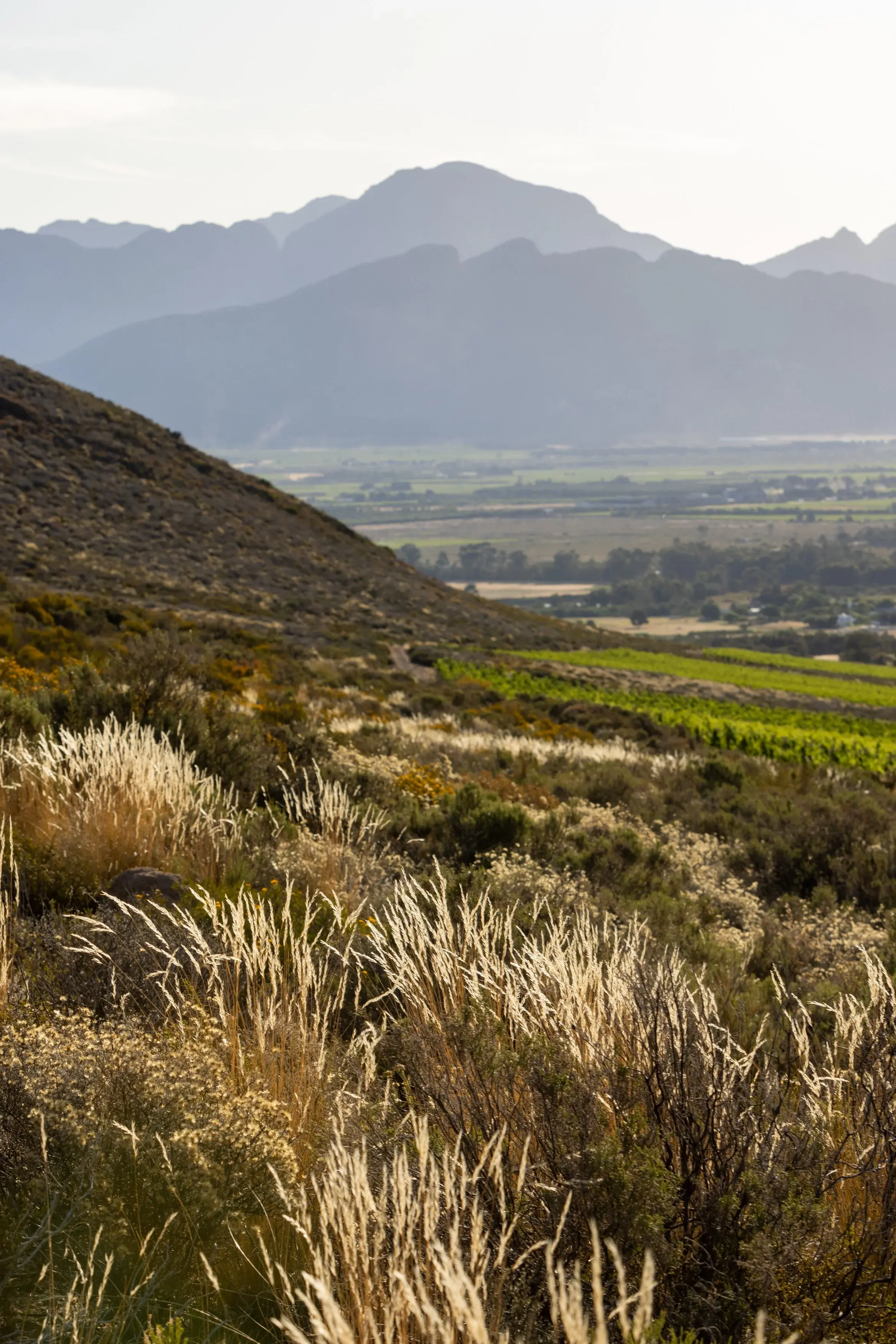 Olifantsberg vineyard and estate — image 6