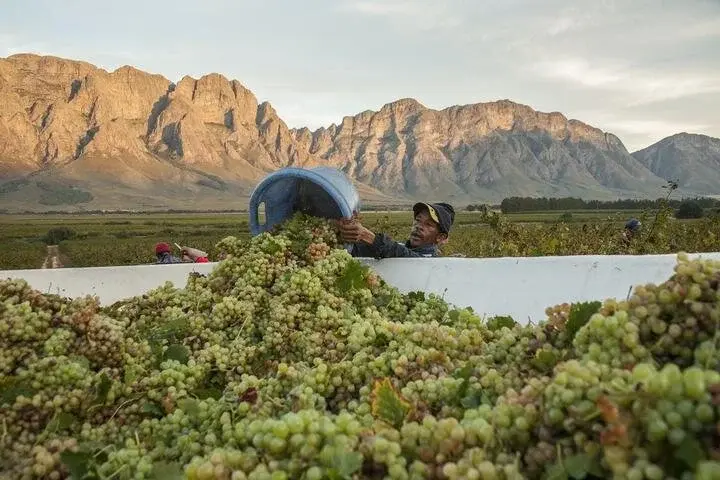 Opstal vineyard and estate — image 6