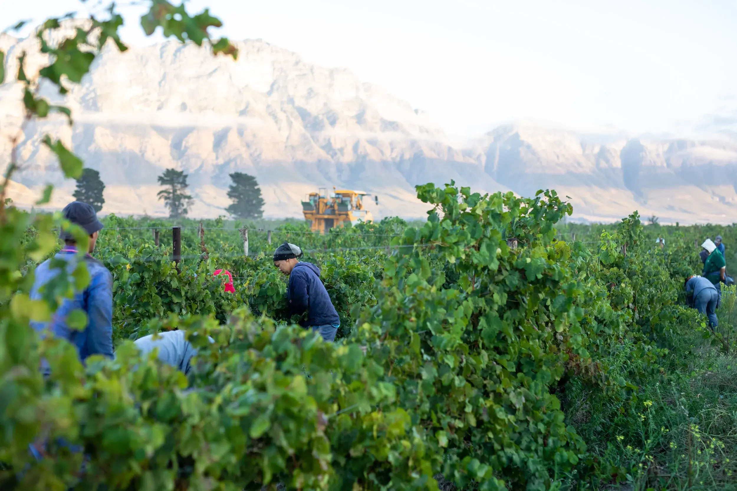 Opstal vineyard and estate — image 12