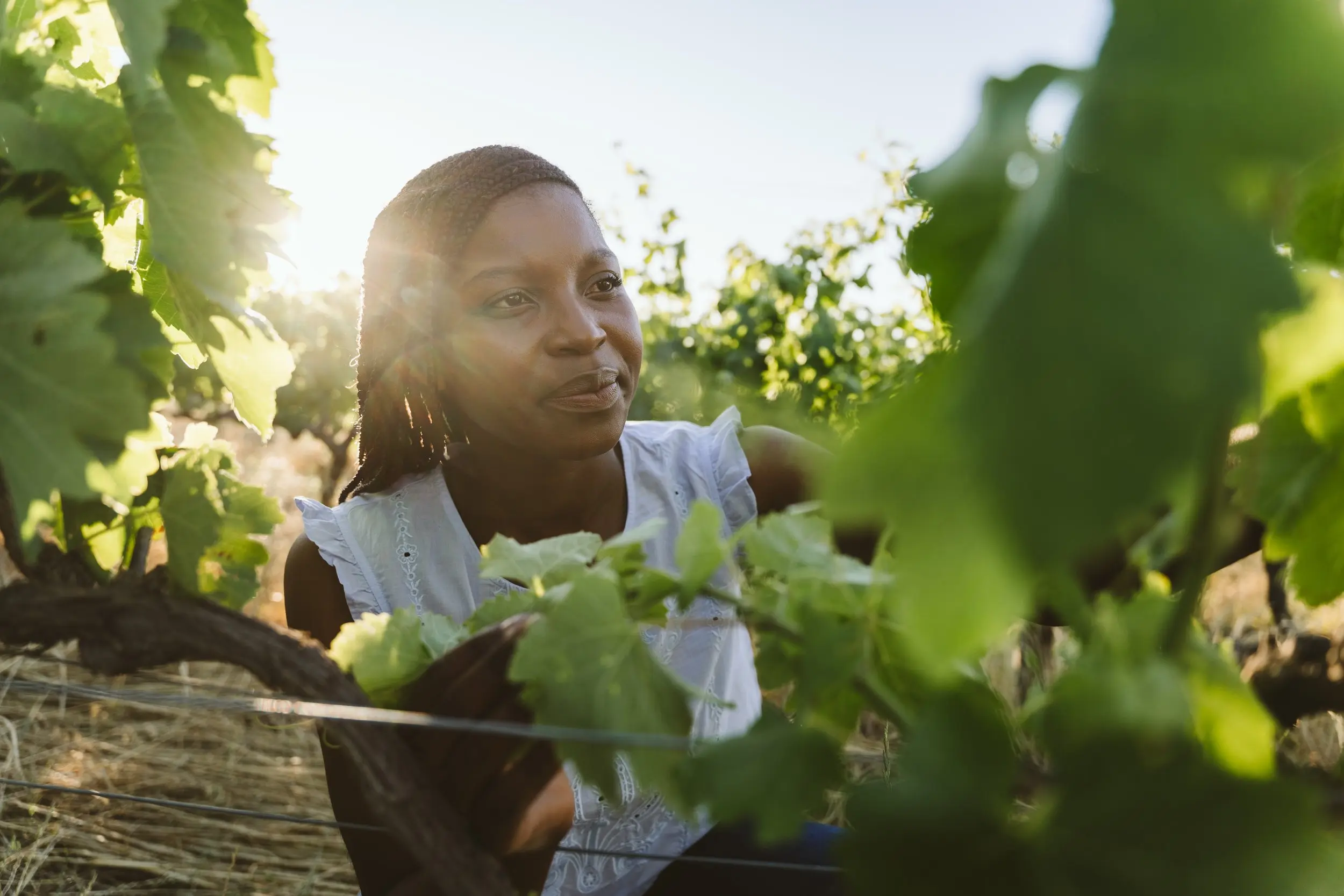 Three Quarters vineyard