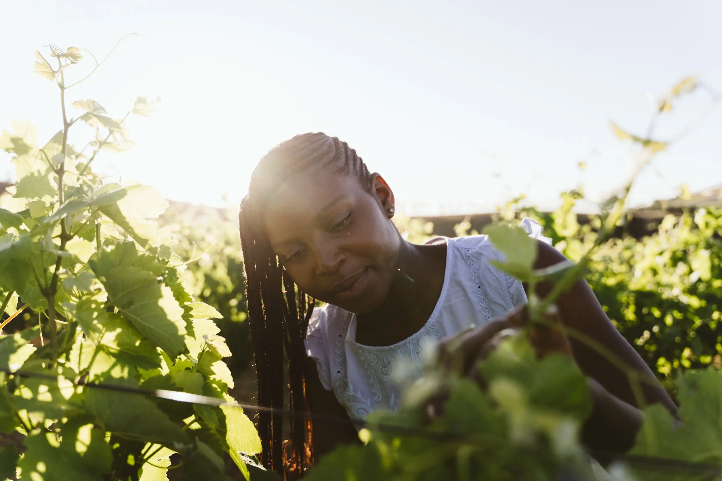 Three Quarters vineyard and estate — image 5